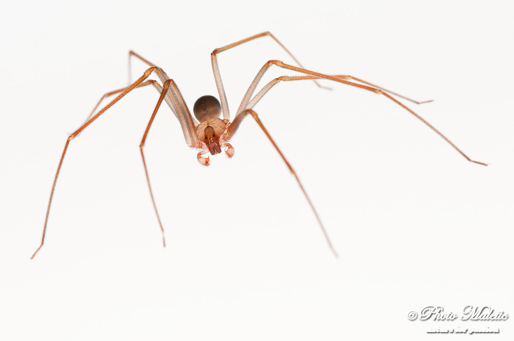 Loxosceles rufescens e Lycosa tarantula - Croazia